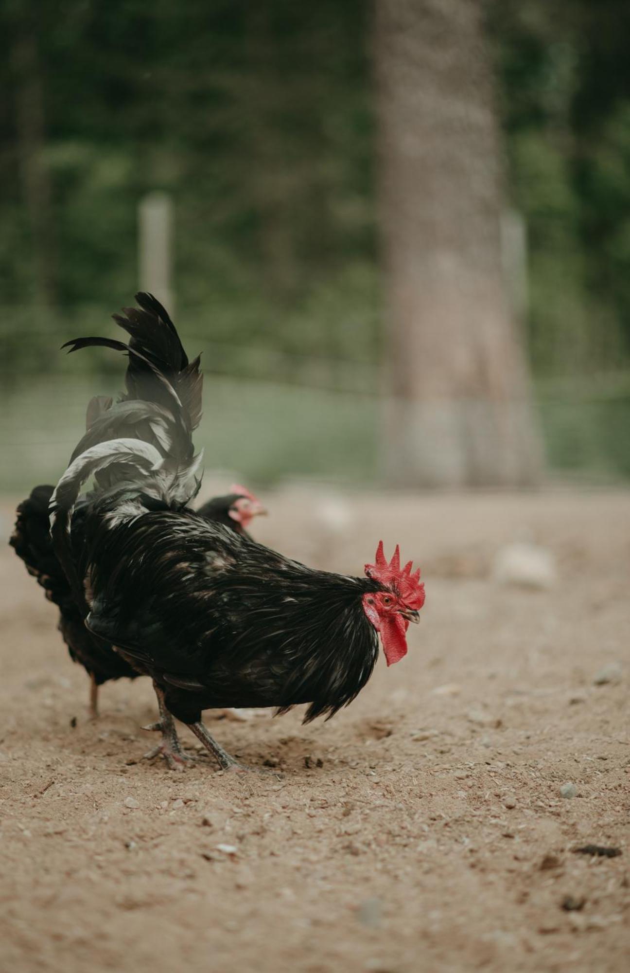 Heidin Mummola Farm Villa Pello Dış mekan fotoğraf